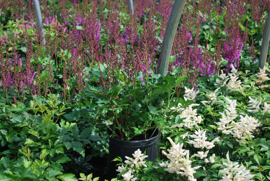 Astilbe chinensis 'Visions' (False Spirea)
