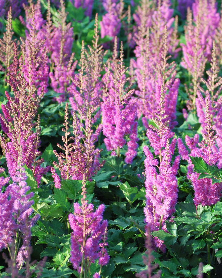 Astilbe chinensis 'Visions' (False Spirea)