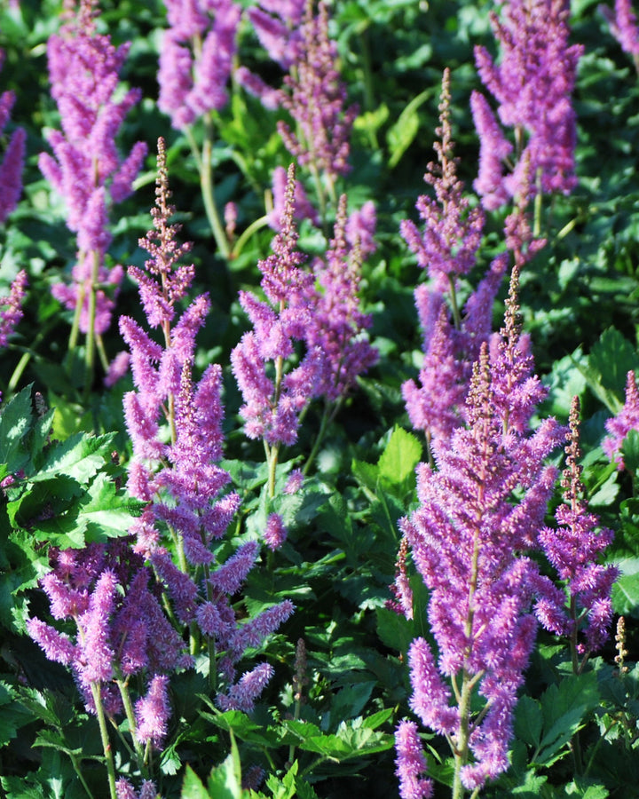 Astilbe chinensis 'Visions' (False Spirea)