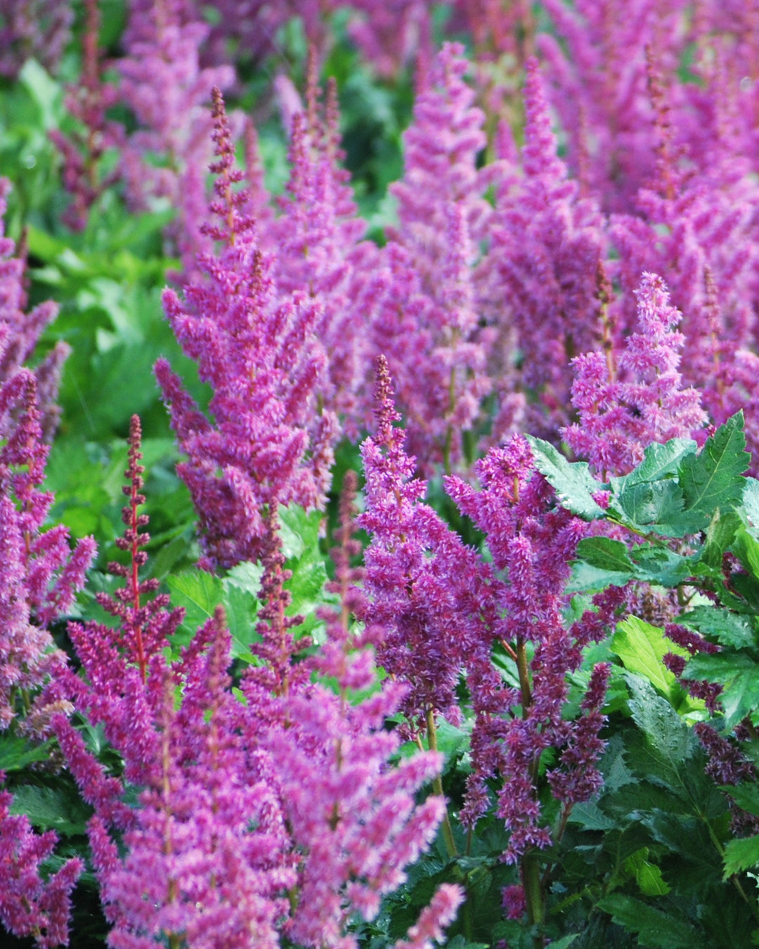 Astilbe chinensis 'Visions' (False Spirea)