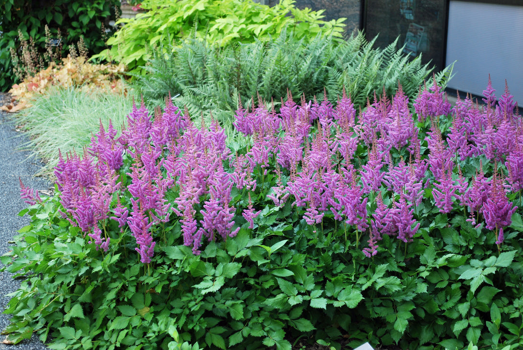 Astilbe chinensis 'Visions' (False Spirea)