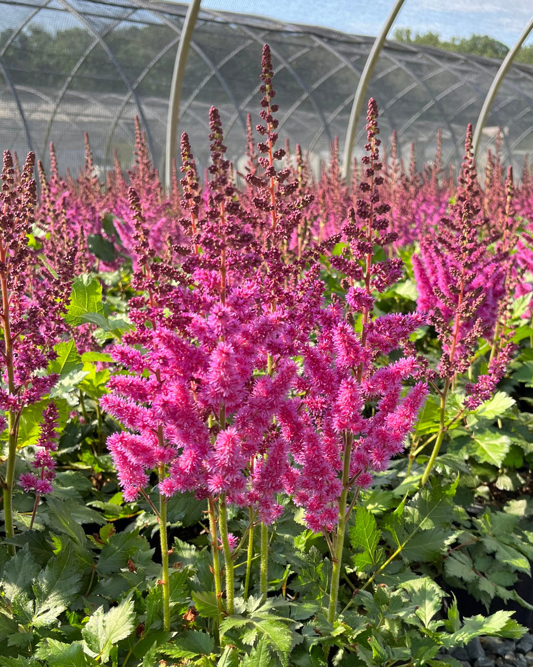 Astilbe chinensis 'Visions' (False Spirea)