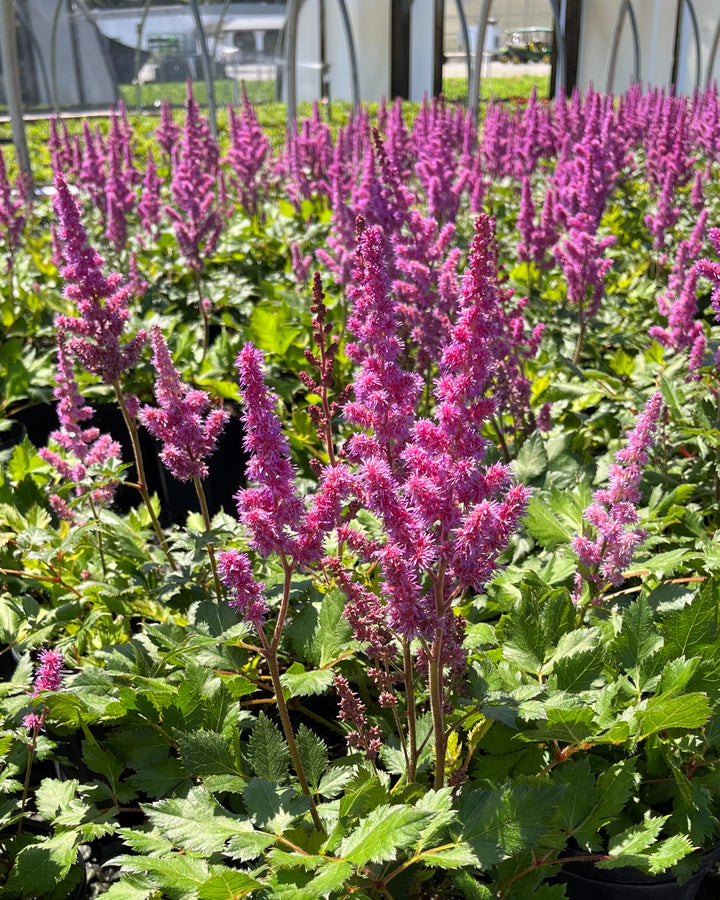 Astilbe chinensis 'Vision in Red' (False Spirea)