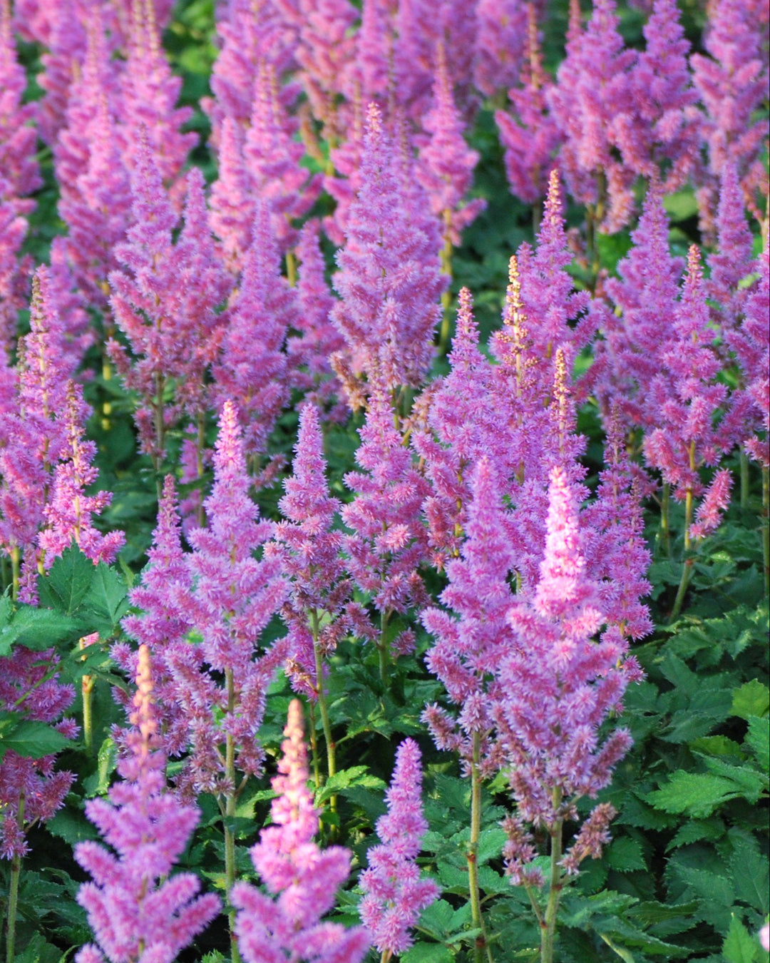 Astilbe chinensis 'Visions' (False Spirea)