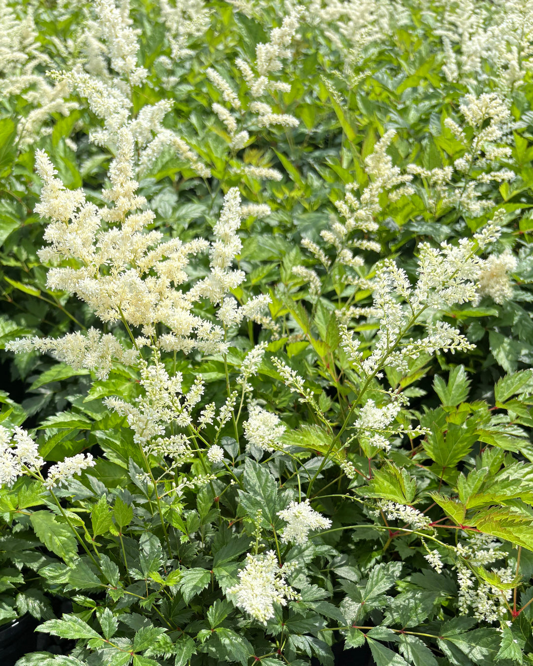 Astilbe japonica 'Deutschland' (False Spirea)