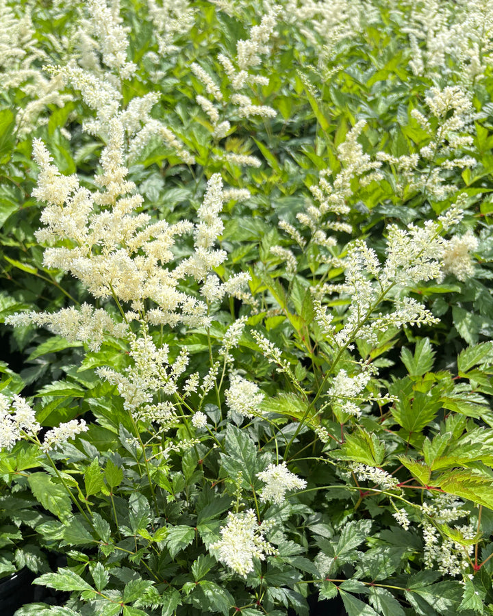 Astilbe japonica 'Deutschland' (False Spirea)