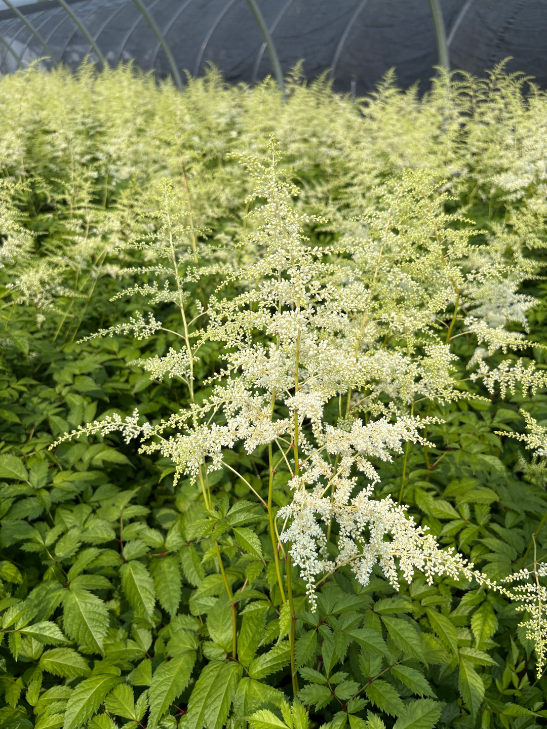Astilbe japonica 'Deutschland' (False Spirea)
