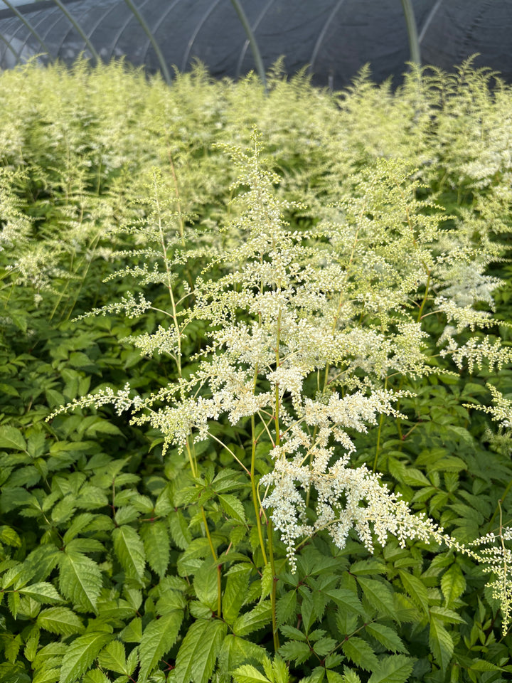 Astilbe japonica 'Deutschland' (False Spirea)