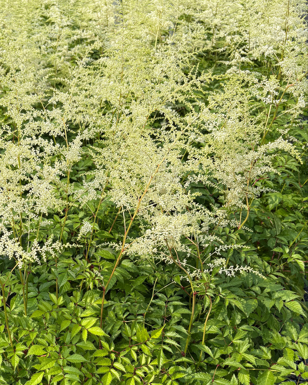 Astilbe japonica 'Deutschland' (False Spirea)