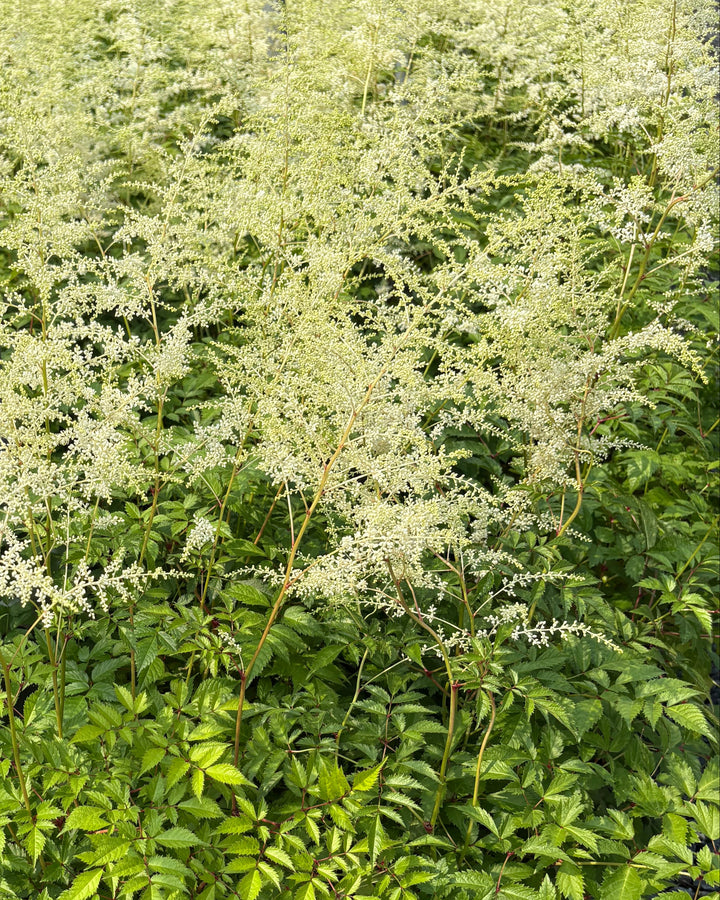 Astilbe japonica 'Deutschland' (False Spirea)