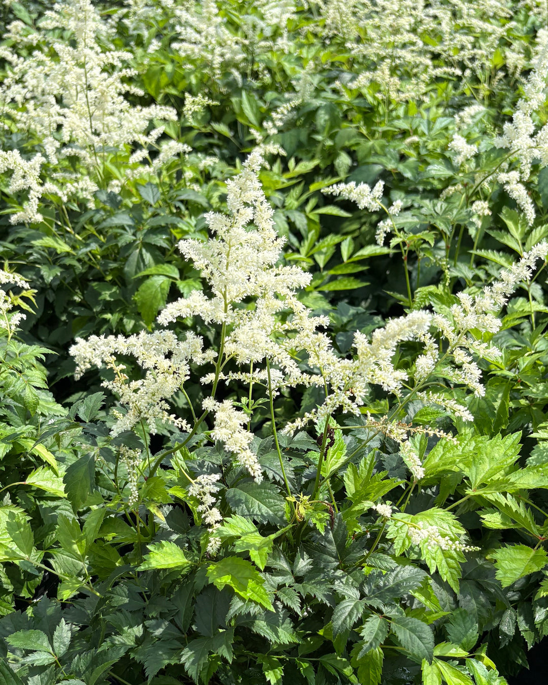 Astilbe japonica 'Deutschland' (False Spirea)