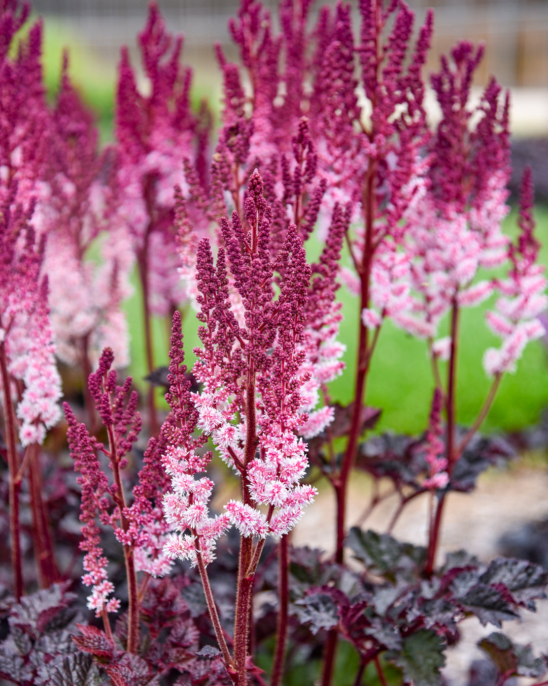 Astilbe x 'Dragon's Lair' (False Spirea)