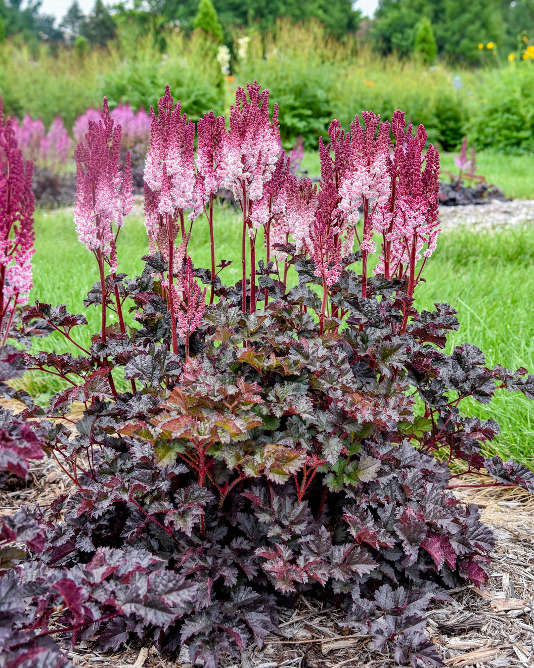 Astilbe x 'Dragon's Lair' (False Spirea)