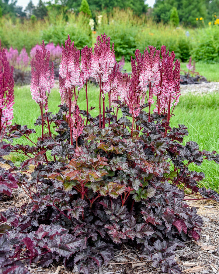Astilbe x 'Dragon's Lair' (False Spirea)