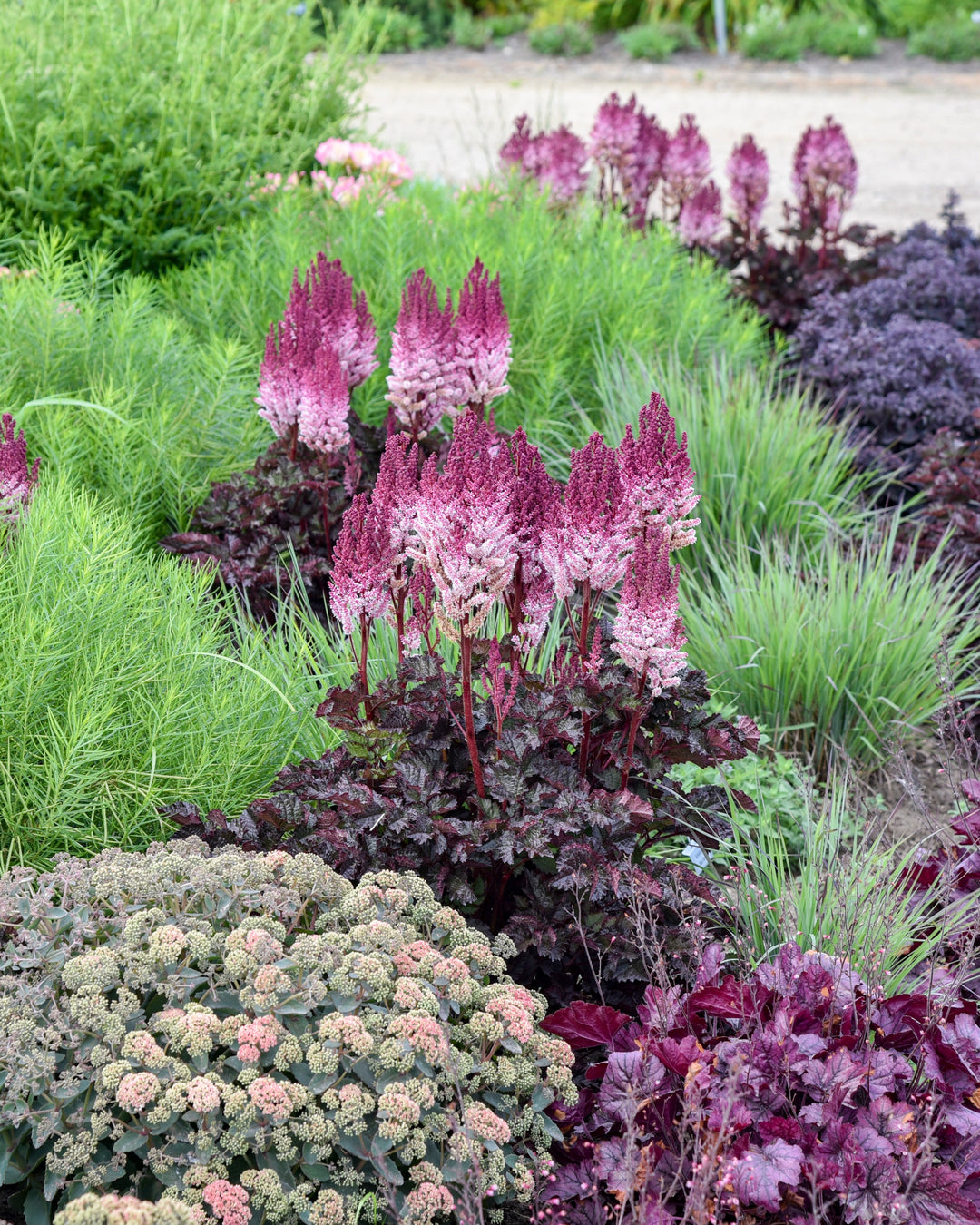 Astilbe x 'Dragon's Lair' (False Spirea)