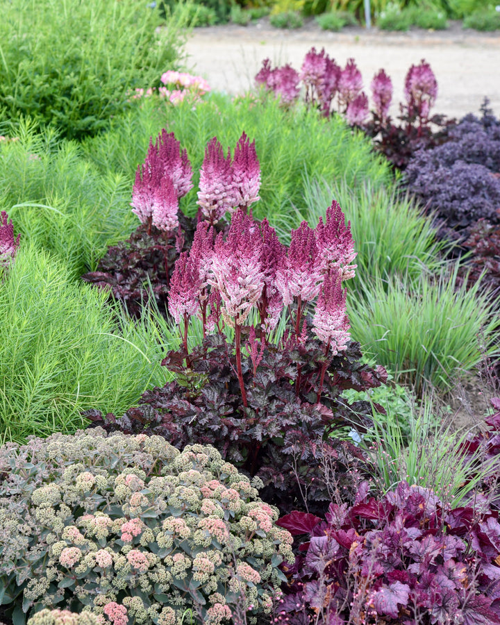 Astilbe x 'Dragon's Lair' (False Spirea)