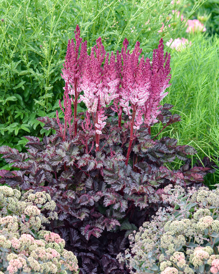 Astilbe x 'Dragon's Lair' (False Spirea)