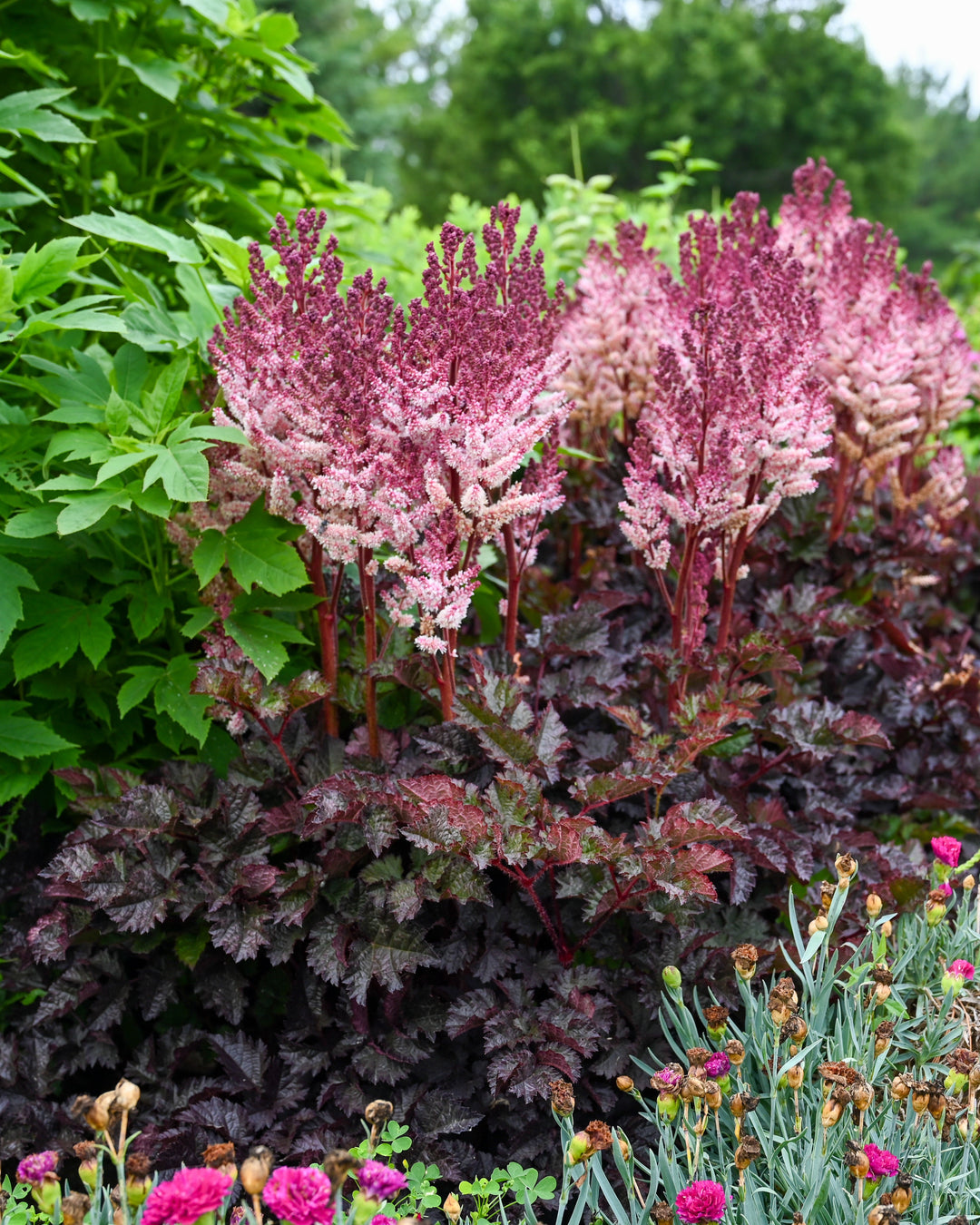 Astilbe x 'Dragon's Lair' (False Spirea)