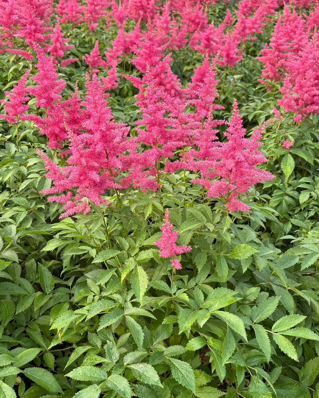 Astilbe x Music™ 'Drum & Bass' (False Spirea)