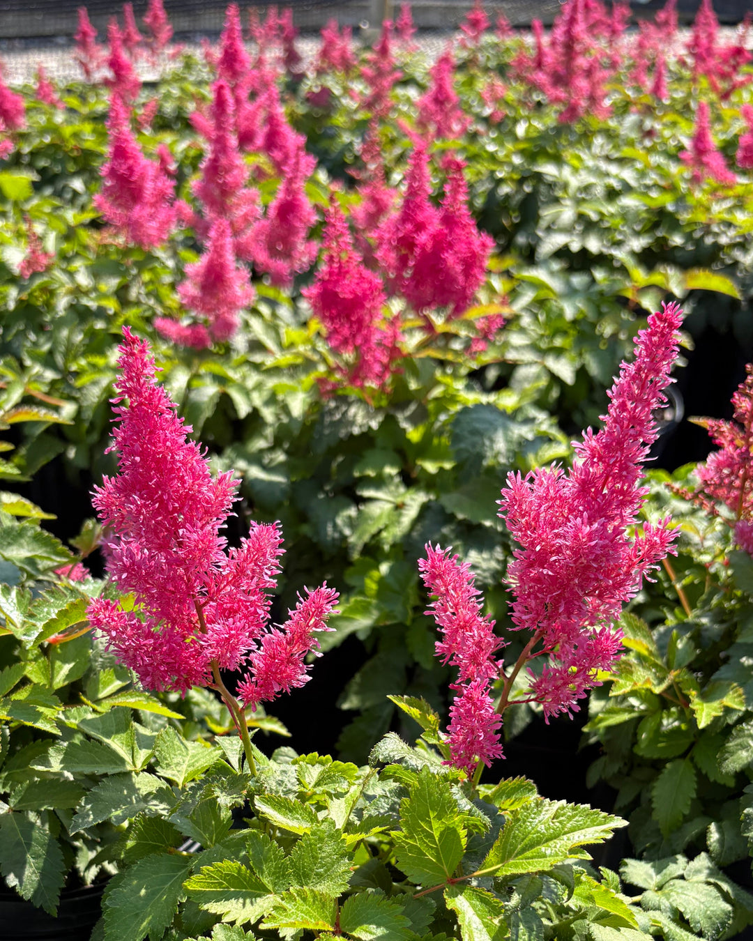 Astilbe x Music™ 'Drum & Bass' (False Spirea)