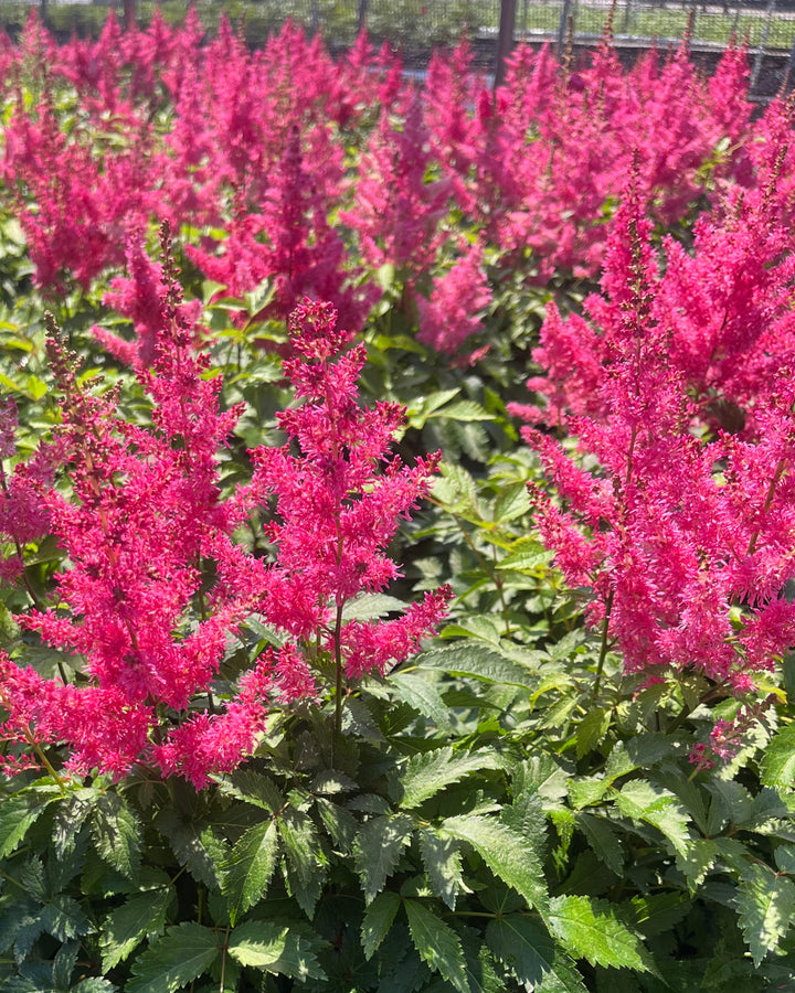 Astilbe x Music™ 'Drum & Bass' (False Spirea)