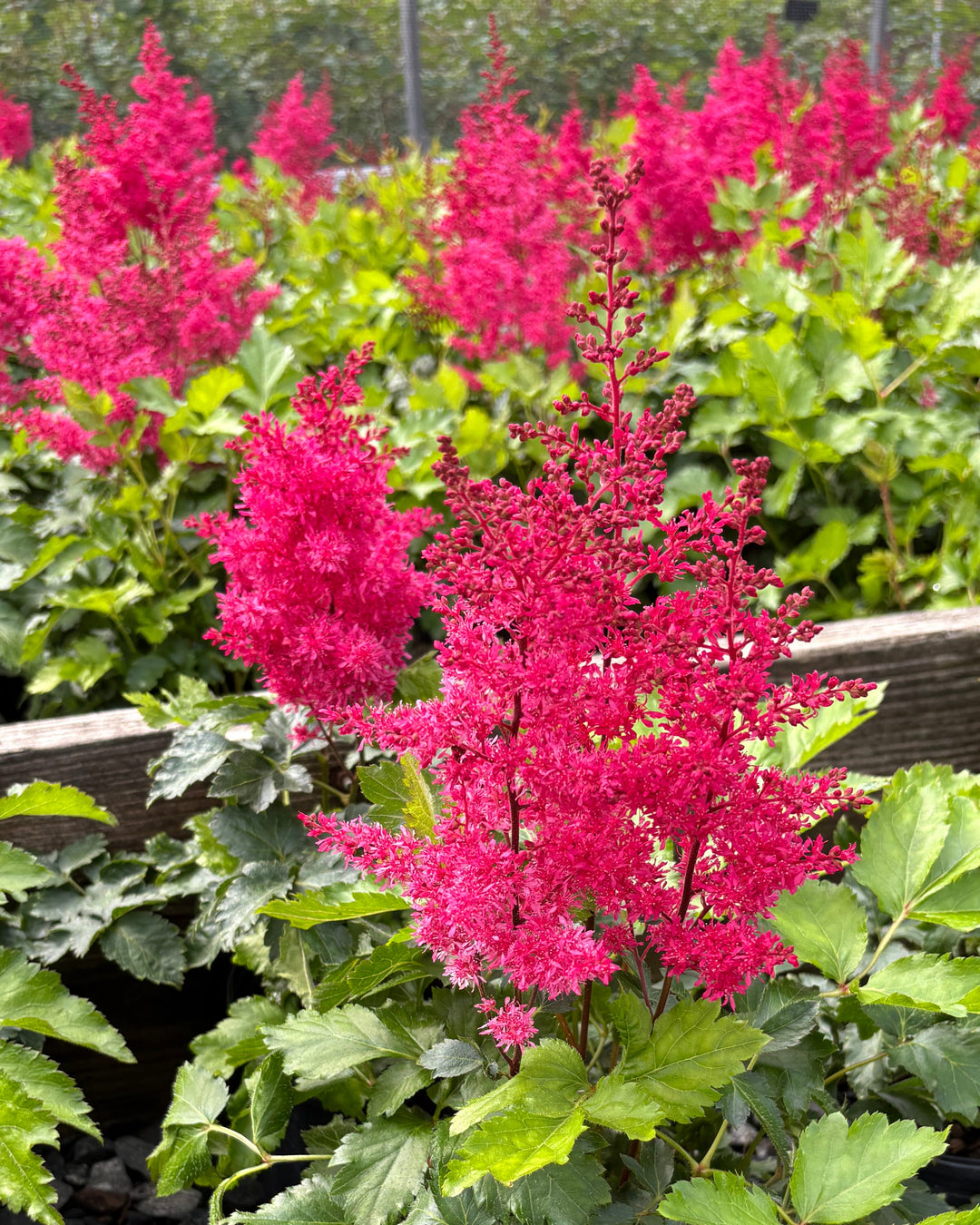 Astilbe Music™ Heavy Metal® (False Spirea)