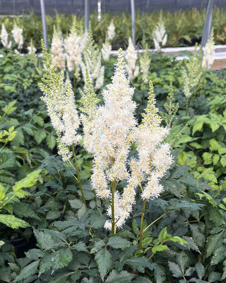 Astilbe c. ‘Ivory Pearls’ (False Spirea)