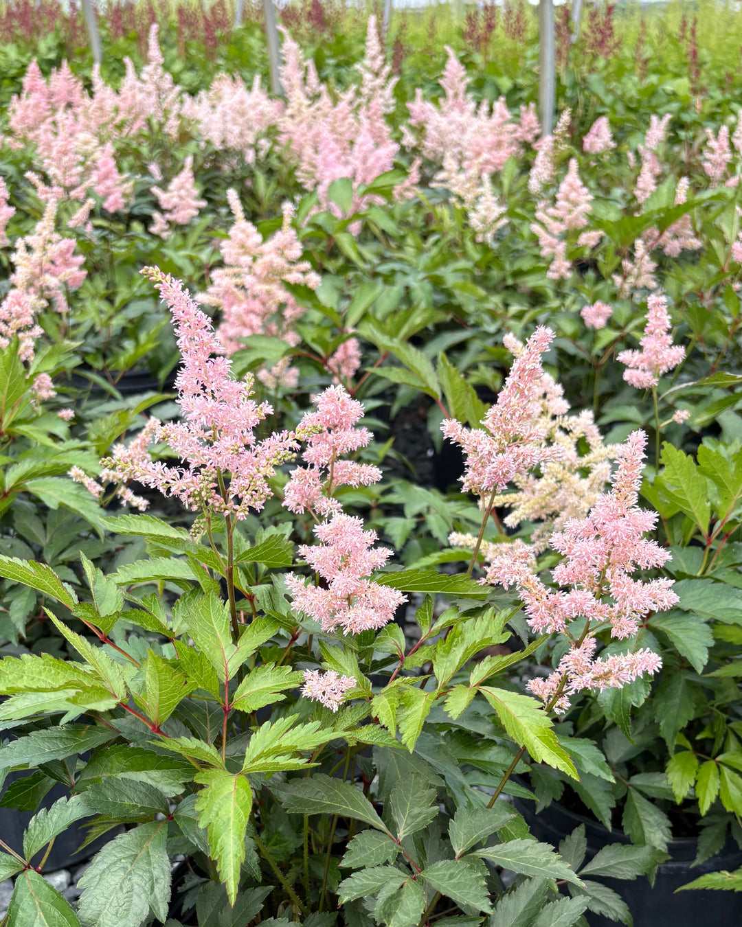 Astilbe japonica 'Peach Blossom' (False Spirea)