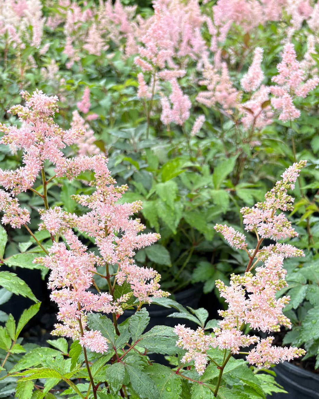 Astilbe japonica 'Peach Blossom' (False Spirea)
