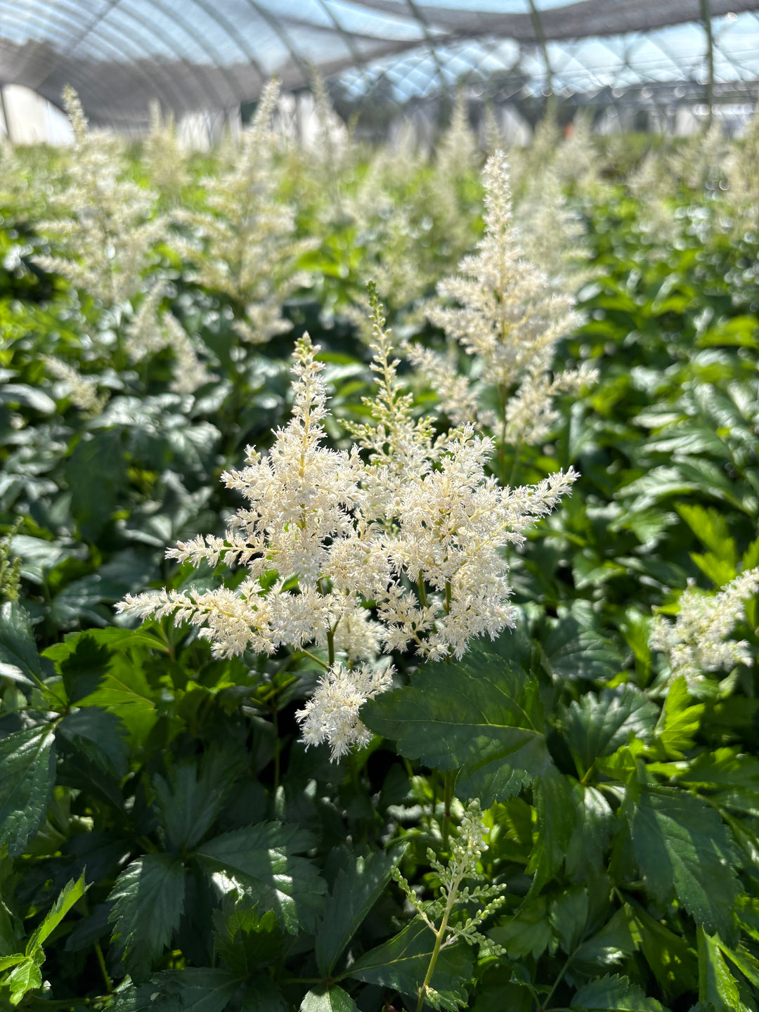 Astilbe arendsii 'Snowdrift' (False Spirea)