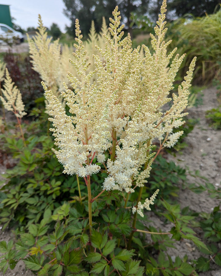 Astilbe c. ‘Vision in White Delight’ (False Spiraea)