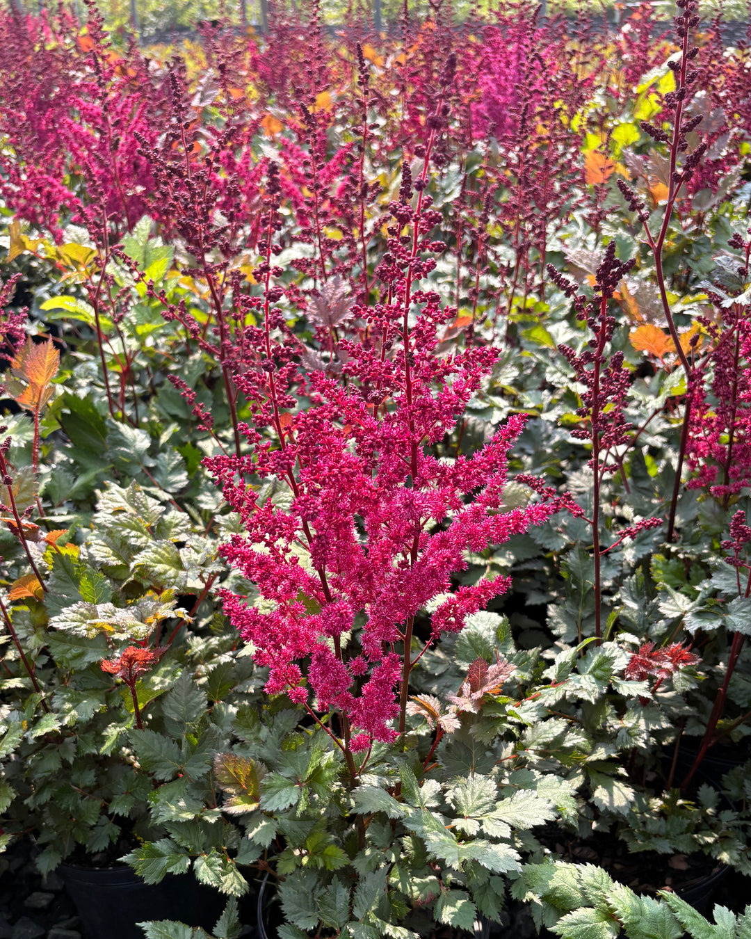 Astilbe x chinensis 'Vision Vulcano' (False Spirea)