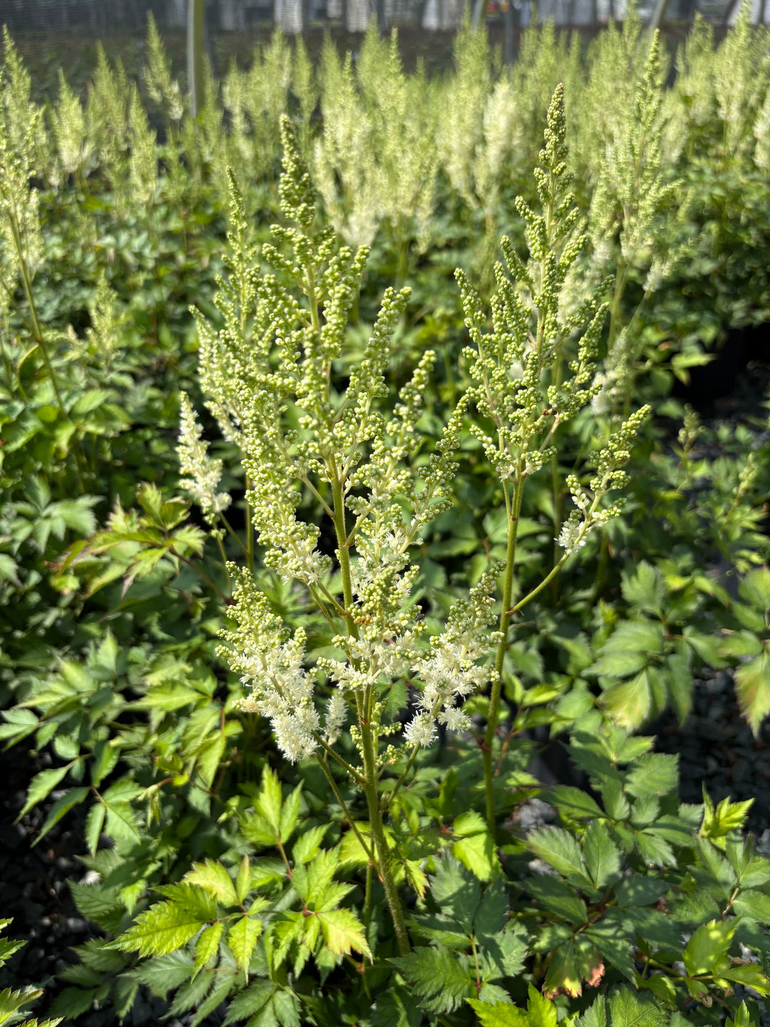 Astilbe chinensis 'Vision in White' (False Spirea)
