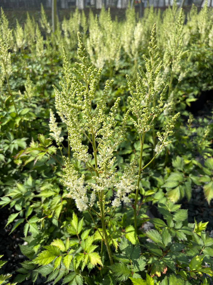 Astilbe chinensis 'Vision in White' (False Spirea)