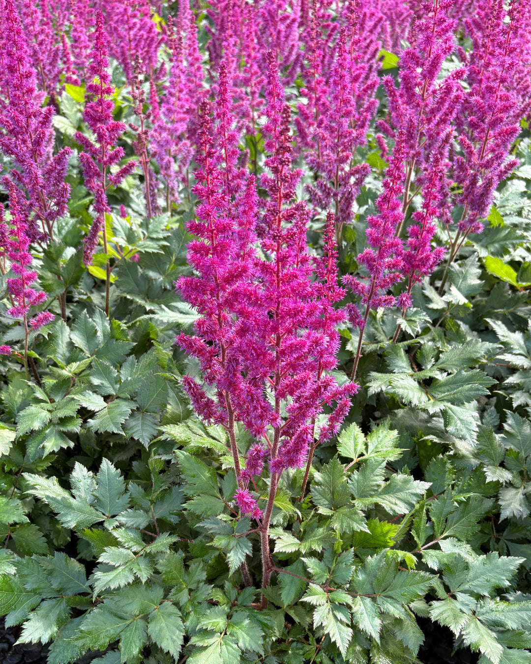 Astilbe chinensis 'Vision in Red' (False Spirea)