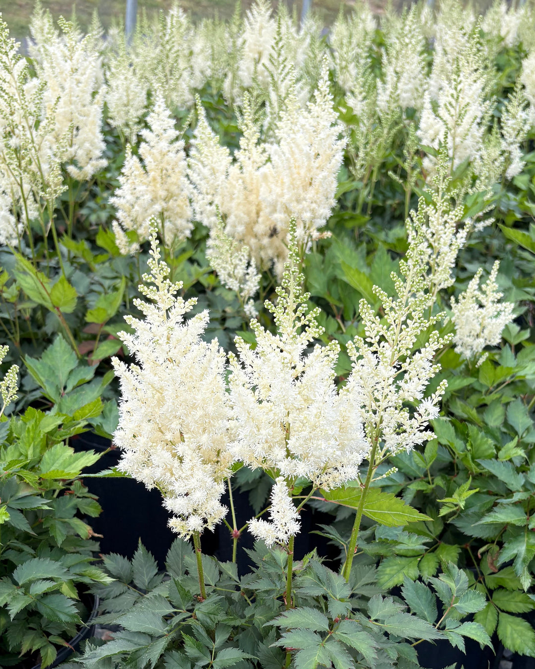 Astilbe chinensis 'Vision in White' (False Spirea)
