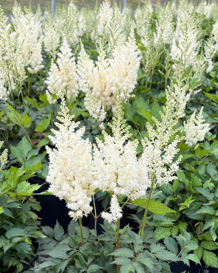 Astilbe chinensis 'Vision in White' (False Spirea)