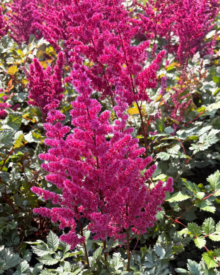 Astilbe x chinensis 'Vision Vulcano' (False Spirea)