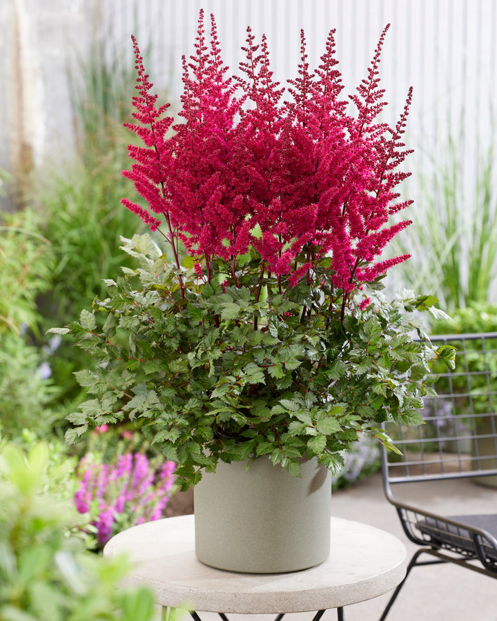 Astilbe x chinensis 'Vision Vulcano' (False Spirea)