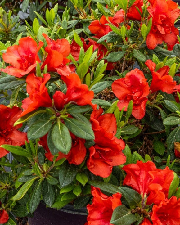 Encore Azalea Autumn Embers® (Rhododendron Hybrid) – Perennial Farm ...