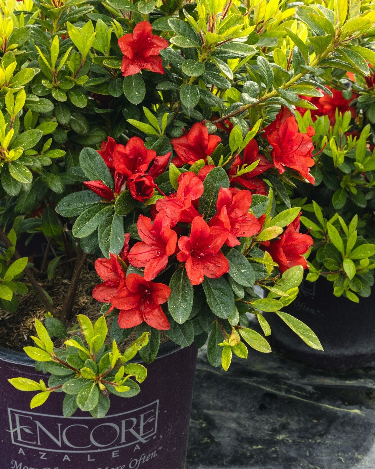 Rhododendron x Encore® Azalea Autumn Embers® (Azalea hybrid