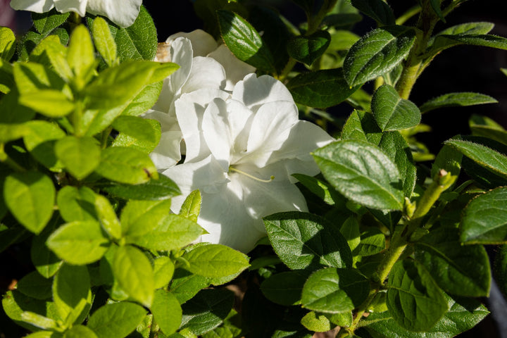 Encore Azalea Autumn Moonlight® (Rhododendron Hybrid)