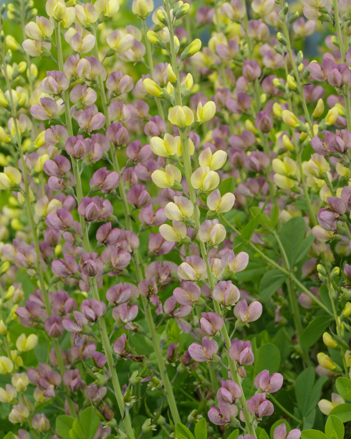 Baptisia x ‘Aurora’ (False Indigo)