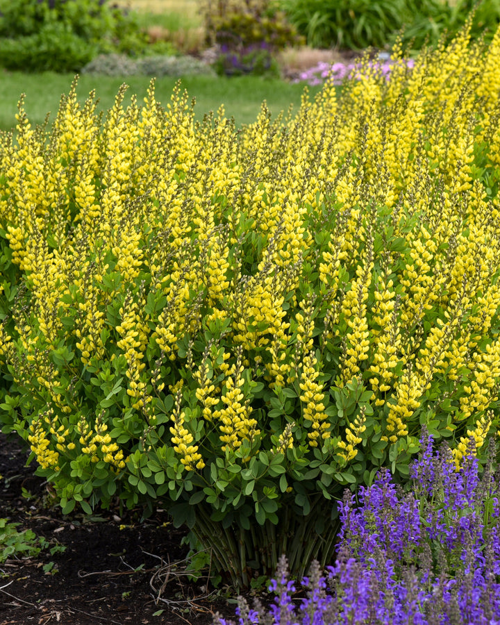 Baptisia x 'American Goldfinch' (False Indigo)