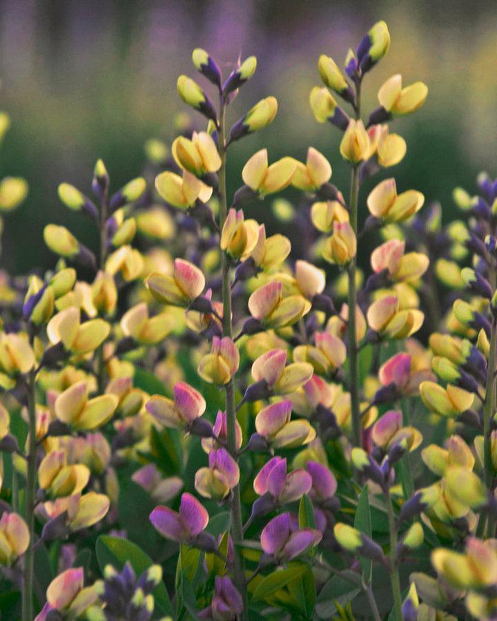 Baptisia x ‘Pink Lemonade’ (Decadence® Deluxe Series False Indigo)