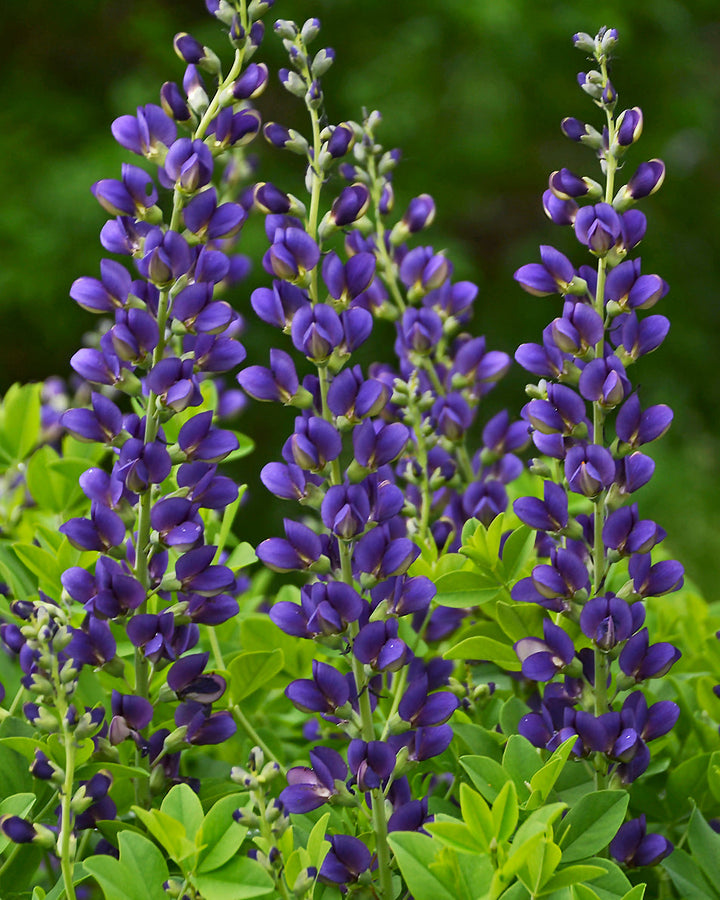 Baptisia x ‘Sparkling Sapphires’ (Decadence® Series False Indigo)