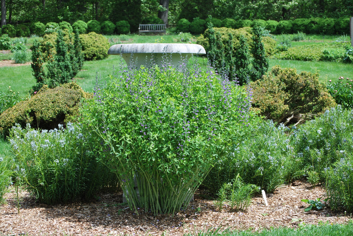Baptisia australis (False Indigo)