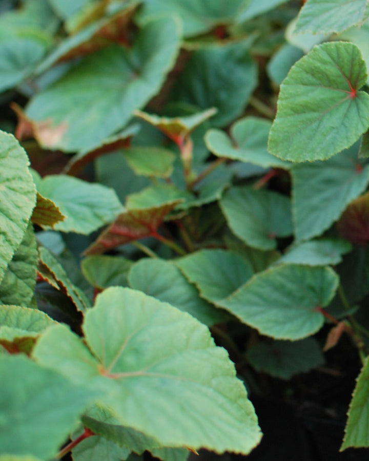 Begonia grandis 'Alba' (Hardy Begonia)