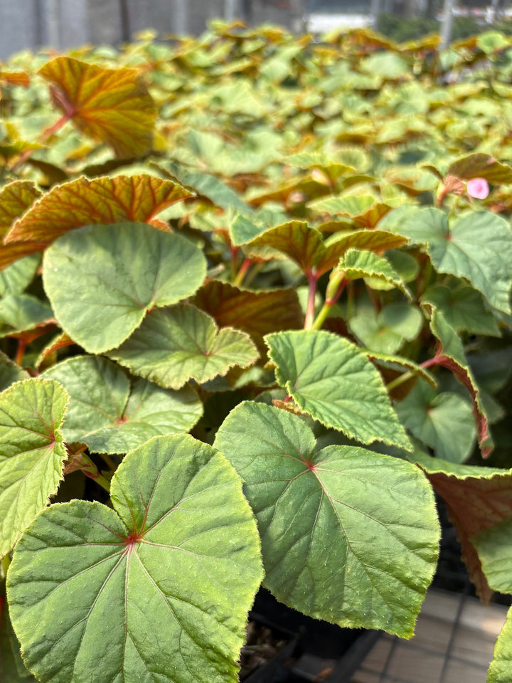 Begonia grandis (Hardy Begonia)
