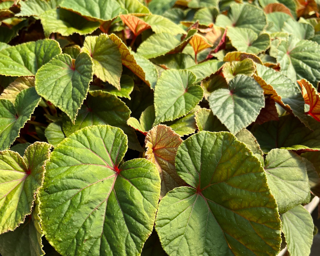 Begonia grandis (Hardy Begonia)